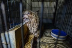 Humane Society International seizes and rehomes animals from a puppy mill. Canada, 2015.