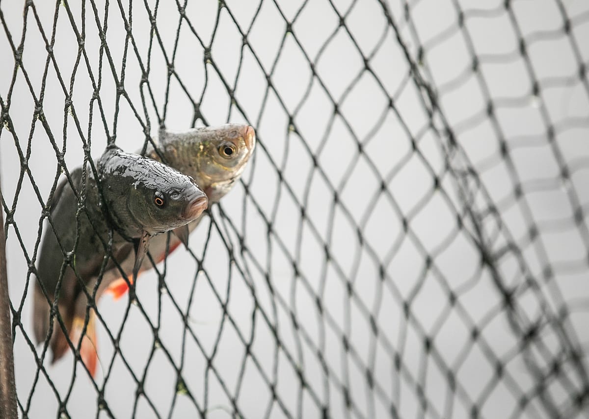 "Bycatch" are caught in the fishing net and are left there to suffocate as carp are harvested at a fish farm. Poland, 2018. Andrew Skowron / We Animals Media