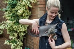 Bat rescuer and rehabilitator Sarah Curran. Australia, 2017.