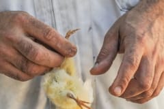 A farmer holding a dead chick. Spain, 2010.