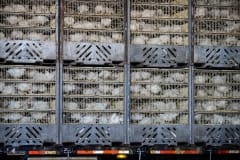 Broiler chickens in transport to slaughter. Canada, 2017.