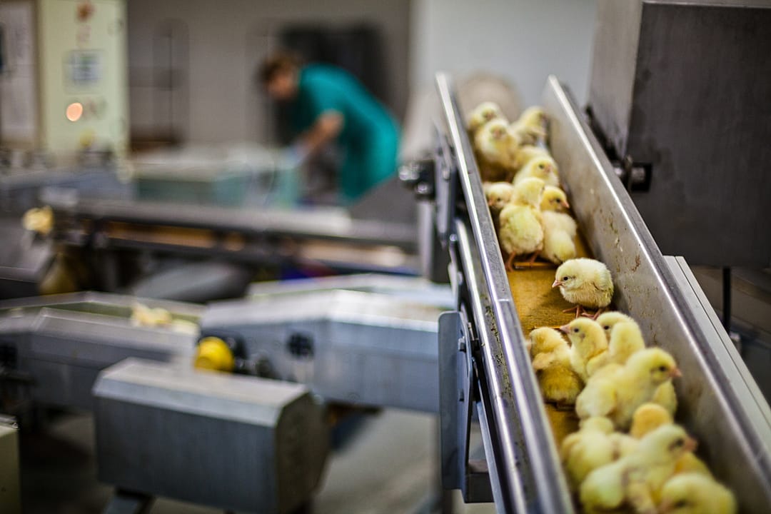 Newly hatched chicks spend their first hours on a series of conveyor belts. Not all will survive the first day. Spain, 2011. Luis Tato / HIDDEN / We Animals Media