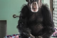 Ron, a chimpanzee rescued from invasive research, in his nest of blankets at Save the Chimps. USA, 2011.