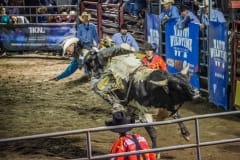 Competitor is thrown off a bull during an event at a rodeo in Montreal, Canada.