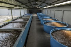 Rows of fiberglass tanks and cement ponds house thousands of live tilapia at a warehouse in Indonesia. The fish will remain here until transported to supermarkets.
