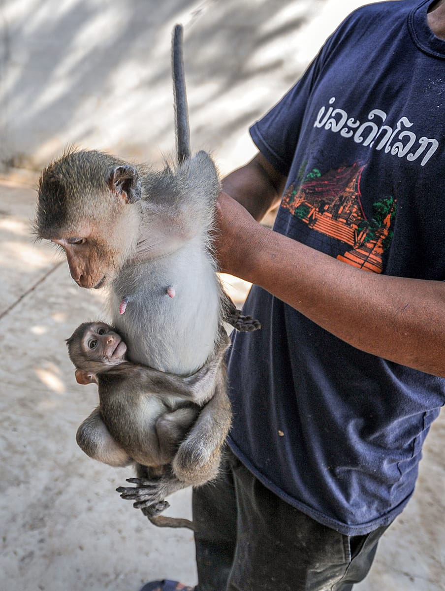 A farmer showing his product at a macaque breeding facility. Lao People's Democratic Republic, 2011. Jo-Anne McArthur / We Animals Media.