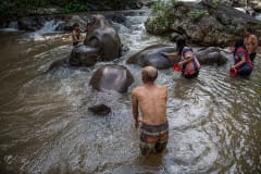 The first international tourists from the UK to visit since the re-opening of Thailand in November 2021 wash elephants in the river that runs through the Elephant Freedom Village community forest.
