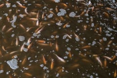 Juvenile tilapia swim in the murky water of crowded cement ponds at a fish warehouse in Indonesia. Workers at the facility told investigators that the murkiness is due to anti-bacterial and anti-fungal drugs being added to the water.