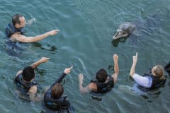 Visitors pay hundreds of dollars to spend ten minutes swimming with captive dolphins.