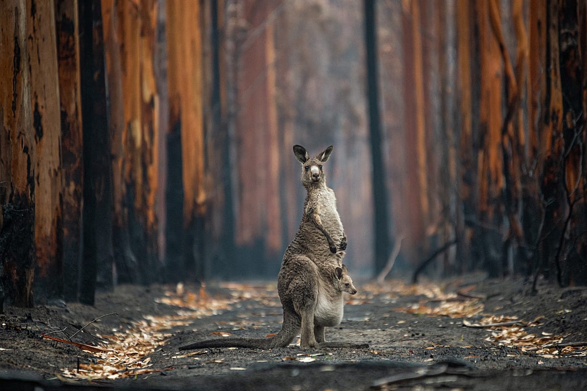 Hope in a burned plantation. An Eastern grey kangaroo and her joey who survived the forest fires in Mallacoota, Victoria, which had been severely affected by the bushfires. An estimated three billion animals were killed or displaced in fires that season. Australia, 2020. Jo-Anne McArthur / We Animals Media. This photograph was the winner of the 2020 Nature Photographer Of The Year competition (Man & Nature category).