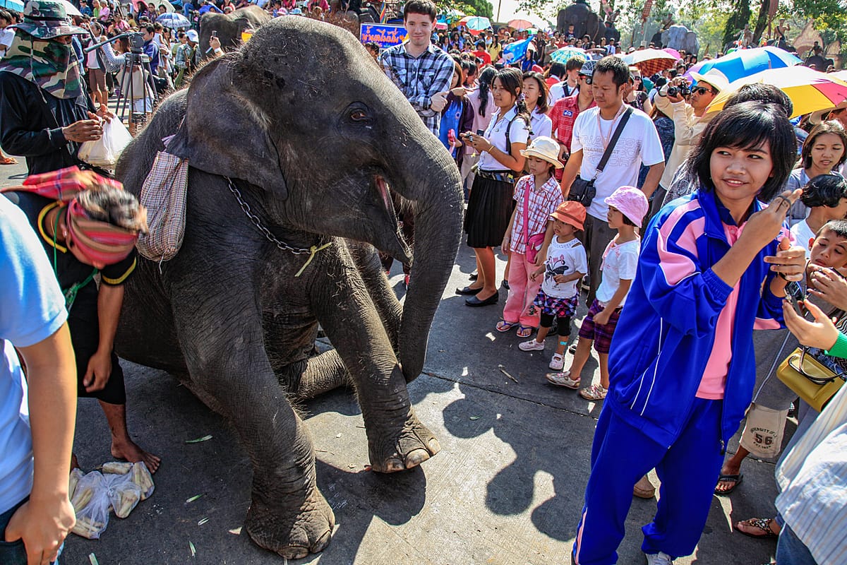 A local Thai tourist plays with an Asian elephant at the Surin Elephant Festival, Surin, Thailand. The annual festival was originally a trading event where mahouts would gather to trade elephants but has now developed into Thailand's largest tourist event and attracts hundreds of thousands of local and international visitors. Thailand, 2011. Adam Oswell / We Animals Media
