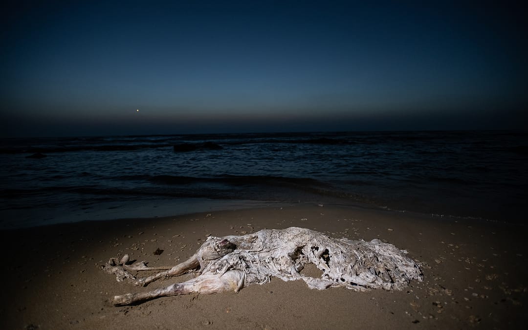 Dead Calf On A Beach, Israel, 2018.