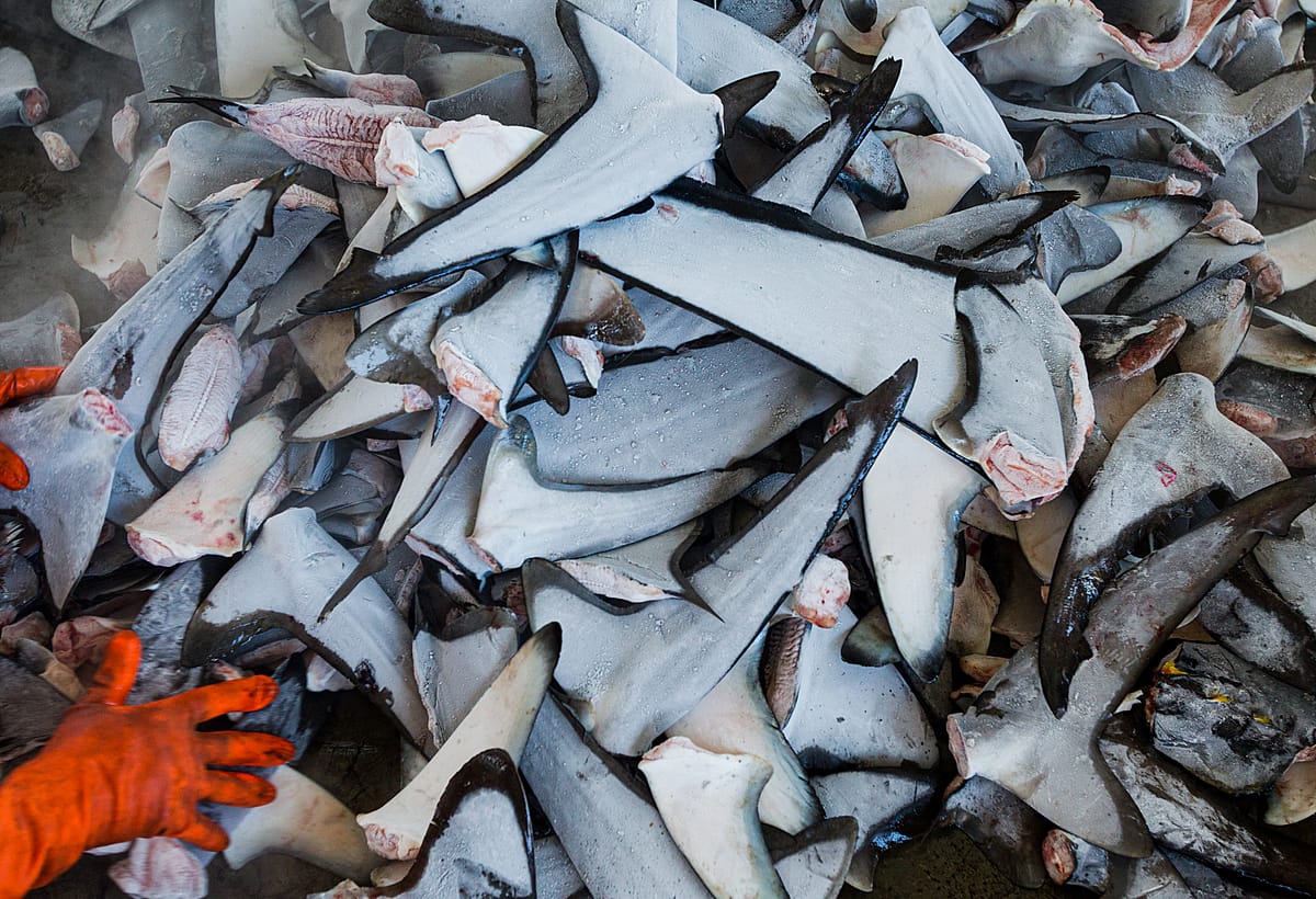 Sorting freshly landed shark fins. Approximately 100 million sharks are killed each year for the global fin trade. Taiwan, 2011. Paul Hilton / Earth Tree Images / HIDDEN / We Animals Media