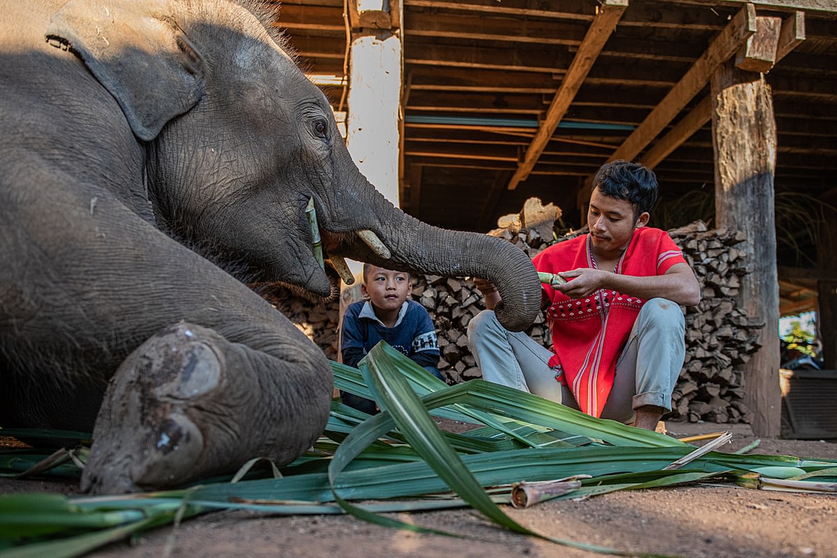 A Karen family feeds their young three-year-old elephant calf Boo Chan in the village of Huay Pakoot, Chiang Mai Province. Northern Thailand, 2020. Adam Oswell / We Animals Media