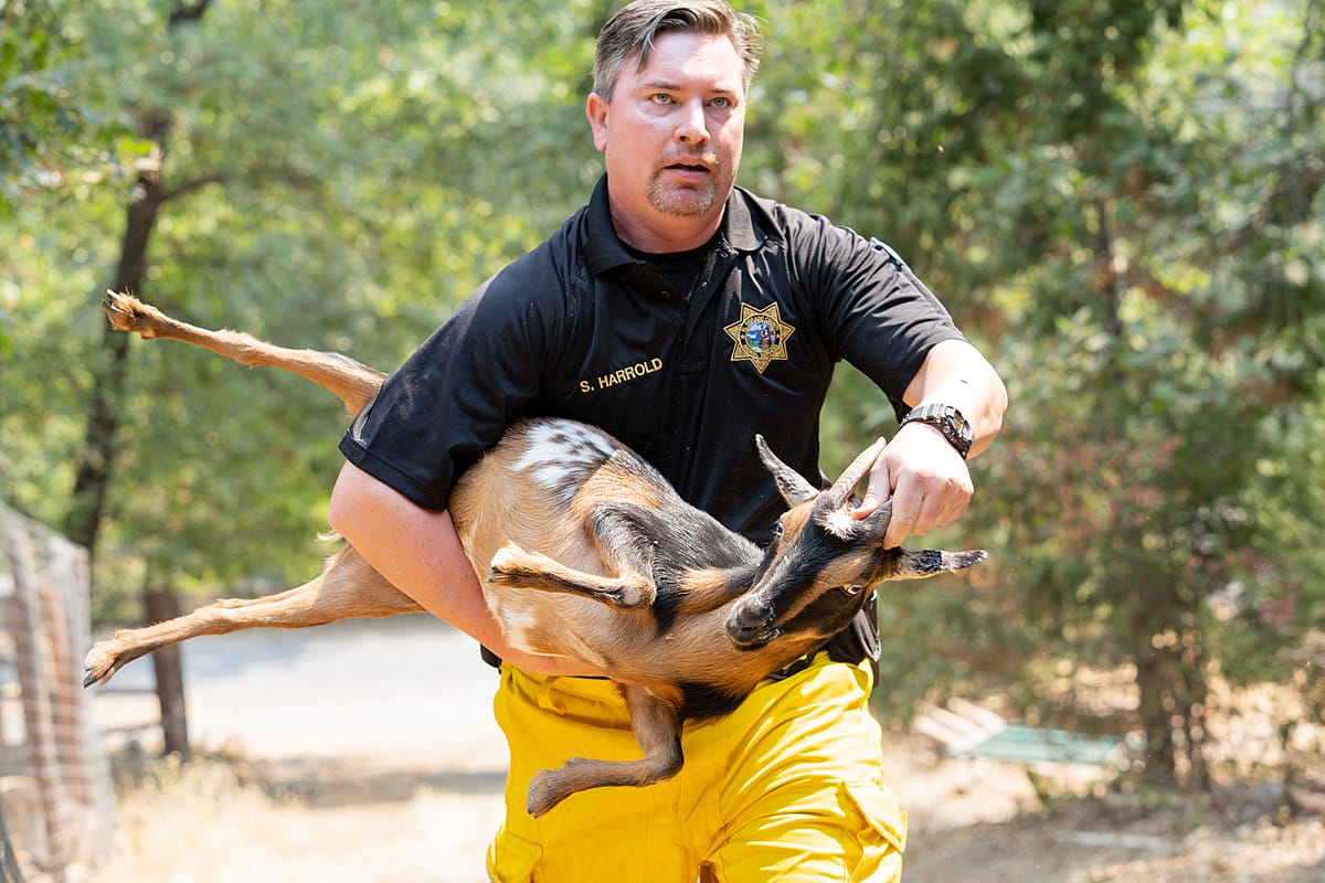 Animal Control Officer Shawn Harrold, of El Dorado County, where the Caldor Fire began, safely rescues a goat in an active fire zone and evacuated area near Grizzly Flats. California, USA, 2021. Nikki Ritcher / We Animals Media