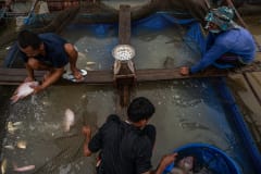 Workers sort sedated red hybrid tilapia during the harvest at a fish farm in Thailand. Those fish large enough to be sold are tossed into plastic drums, while the smaller fish are tossed back into floating pens. To deliver to certain supermarket chains, the weight and condition of the fish is strictly regulated, thus sedative is regularly used during the harvest to reduce damage to the fish from their struggling.