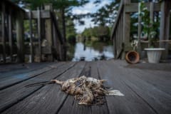 Drowned body of a broiler chicken on a porch.