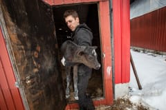 Activist Jason Bolalek leaves a dairy farm with a calf who was slated to be killed because she is an unwanted mixed-breed. USA, 2022.
