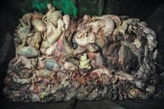 A dumpster full of dead piglets. Spain, 2009.