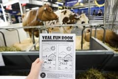 Cows and the "Veal Fun Book". Toronto, Canada, 2014.