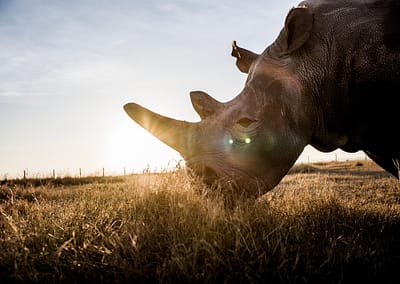 Najin grazes in the open field in the early morning hours at Ol Pejeta Conservancy in Central Kenya. Najin and her daughter Fatu, are the last two remaining northern white rhinos in the world.