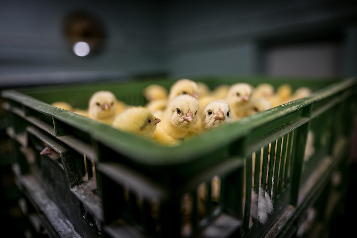 Day-old chicks are packed into crates at an industrial hatchery. During transport to farms, they are often unprotected from heat and cold. Poland, 2019.  Konrad Lozinski / HIDDEN / We Animals Media