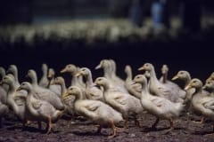 Ducklings in a factory farm. Australia, 2017.