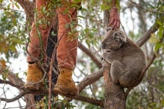 An arborist helping with animal rescues with an injured koala.