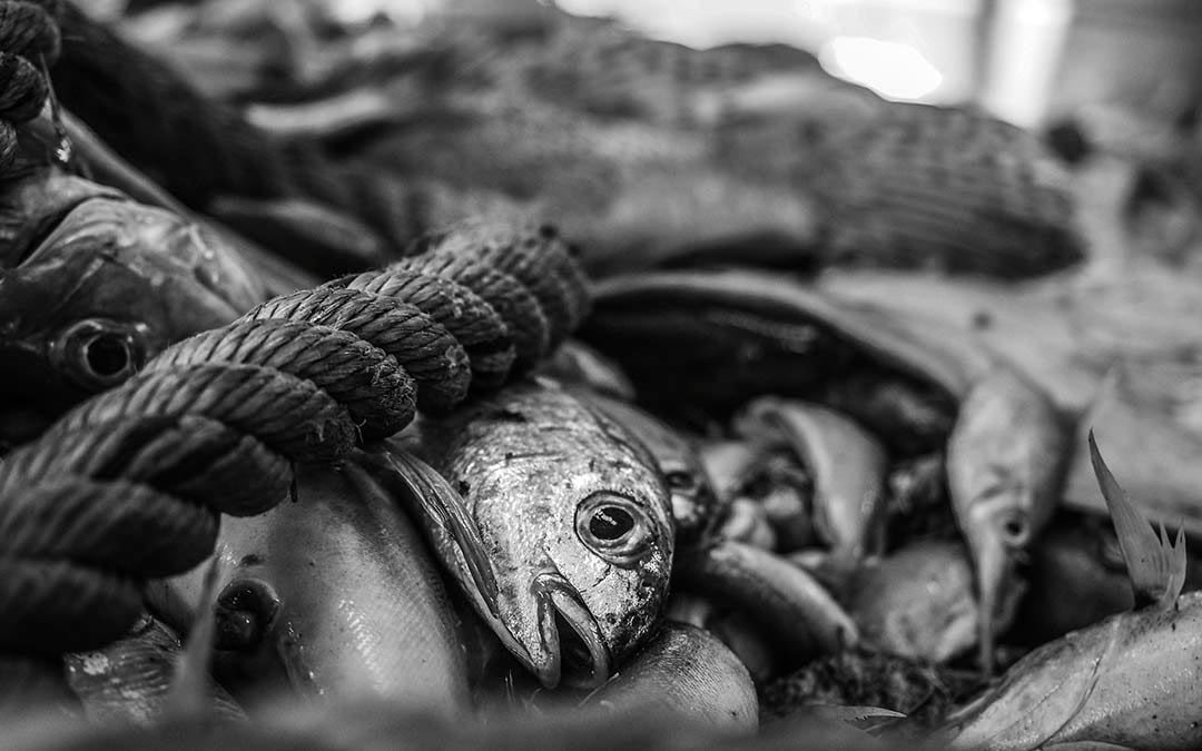 Mediterranean Aquaculture & Fishing