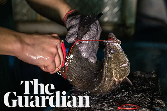 In The Media We Animals Media