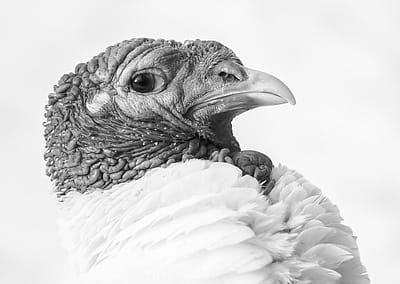 Boydstun the rescued turkey, at Farm Sanctuary. USA, 2012. Jo-Anne McArthur / We Animals Media