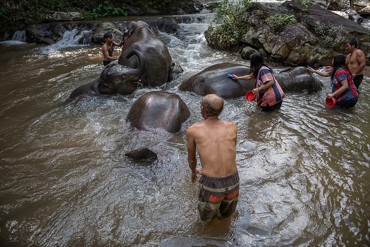 The first international tourists from the UK to visit since the re-opening of Thailand in November 2021 wash elephants in the river that runs through the Elephant Freedom Village community forest. Thailand, 2021. Adam Oswell / We Animals Media