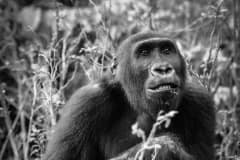 Nkan Daniel, a gorilla rescued from the bushmeat trade. Cameroon, 2009.