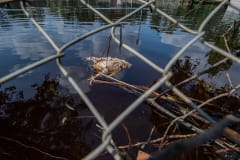 Drowned body of a broiler chicken through a chain link fence, in the flood water.