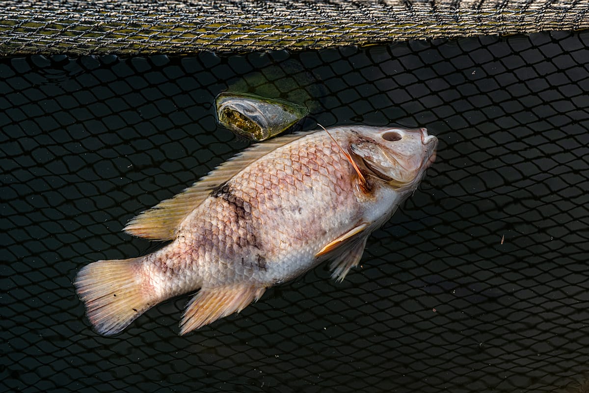 Overhead view of the decaying body of a dead tilapia floating on the surface water of a net cage. The cage is inside an Indonesian fish farm that is located on a freshwater reservoir. Indonesia, 2021.  Lilly Agustina / Act for Farmed Animals / We Animals Media