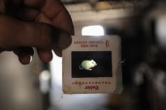 A slide of a mouse used in invasive research at a defunct animal lab. USA, 2008.