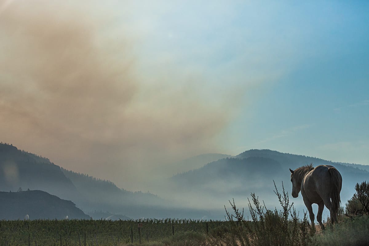 A lone wild horse outside Osoyoos BC. The NkMip Creek wild fire burns in the background. BC, Canada, 2021. We Animals Media