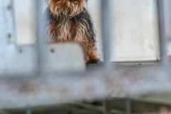 A dog in a puppy mill. Canada, 2013.