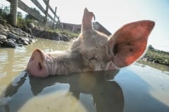 Julia, enjoying a pool of muddy water at Farm Sanctuary after her rescue. USA, 2012.