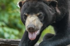 A rescued Malayan sun bear at Free the Bears. Cambodia, 2008.