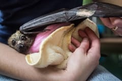 Wild bat rehabilitation. Australia, 2017.