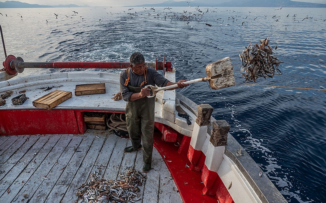 New Investigation: Mediterranean Fishing – Greece, 2020