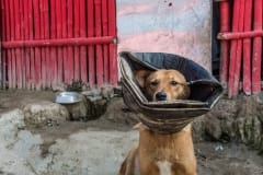 The Cone of Shame. Nepal, 2017.
