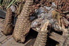 Pangolin tails for sale at a Muti market, Johannesburg. South Africa, 2016.