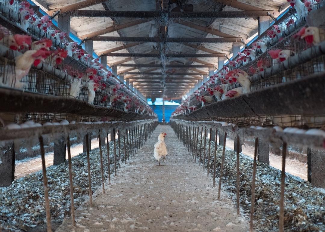 Hen on an industrial egg farm