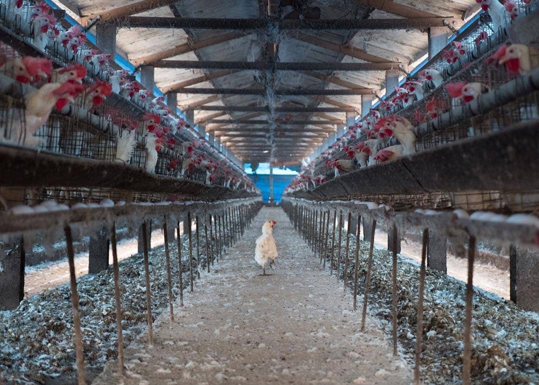 Hen on an industrial egg farm