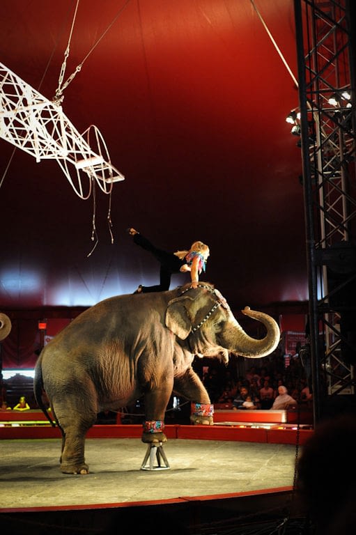 An elephant performing in a circus act.