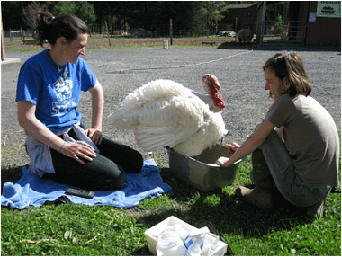 Caregivers at Woodstock Farm Animal Sanctuary tend to a turkey. Photo by Lisa Kemmerer.