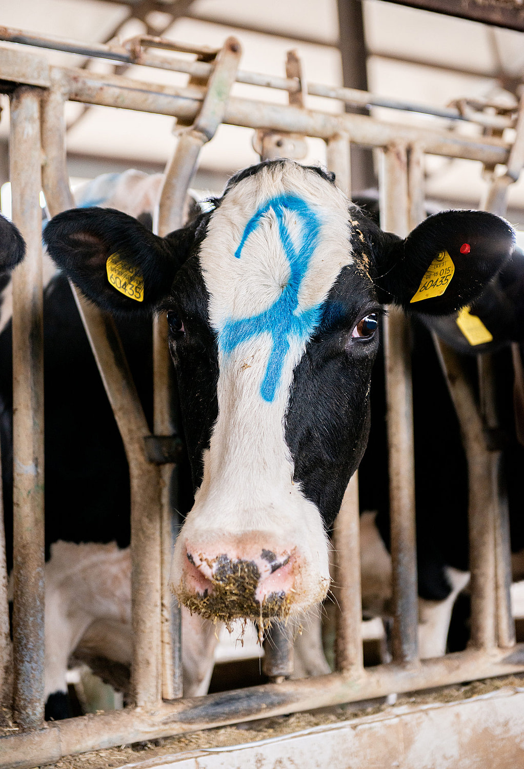 A dairy cow with a blue number "7" painted on the front of her face makes eye contact at a dairy farm in Turkiye. Individual cows on dairy farms are identified only by ear tags and other markings painted onto their bodies.
