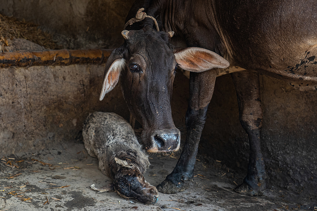 A mother cow looks around apprehensively and stands protectively beside a "Khal bacha," or dummy calf on a small dairy farm. Made from the stuffed and treated skin of her deceased calf, who died two weeks earlier, the Khal bacha convinces the mother her calf is still alive and her body continues milk production. Daihat, West Bengal, India, 2023. Sudip Maiti / FIAPO / We Animals Media